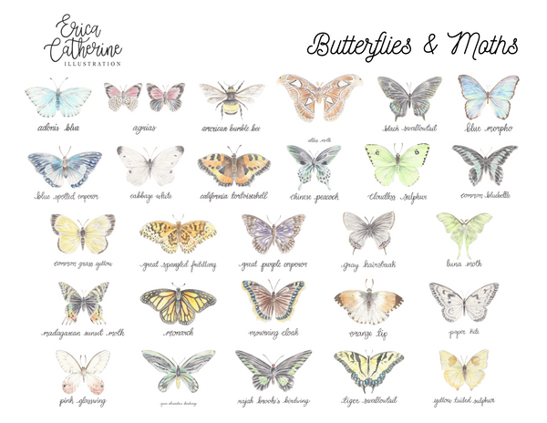 Butterflies and Moths by Erica Catherine