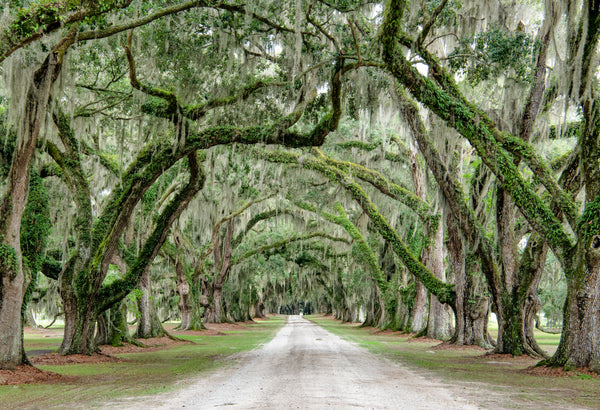 Tomotley Plantation