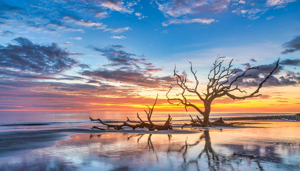 Driftwood Beach Sunrise