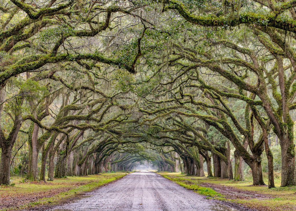 Raining in Wormsloe