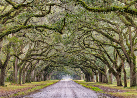 Raining in Wormsloe