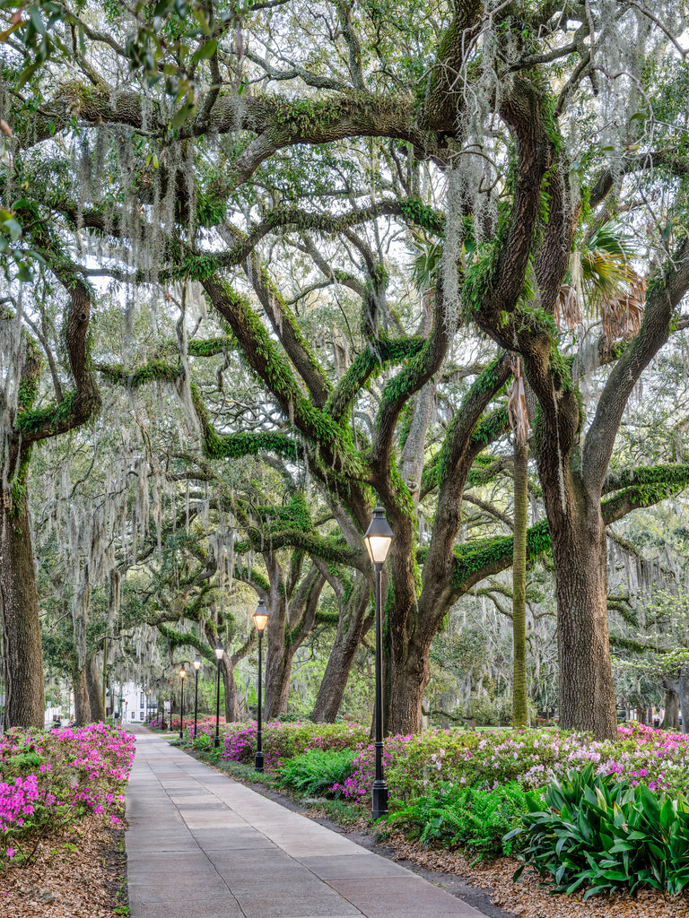 Spring Walk in Forsyth Park