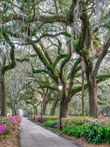 Spring Walk in Forsyth Park