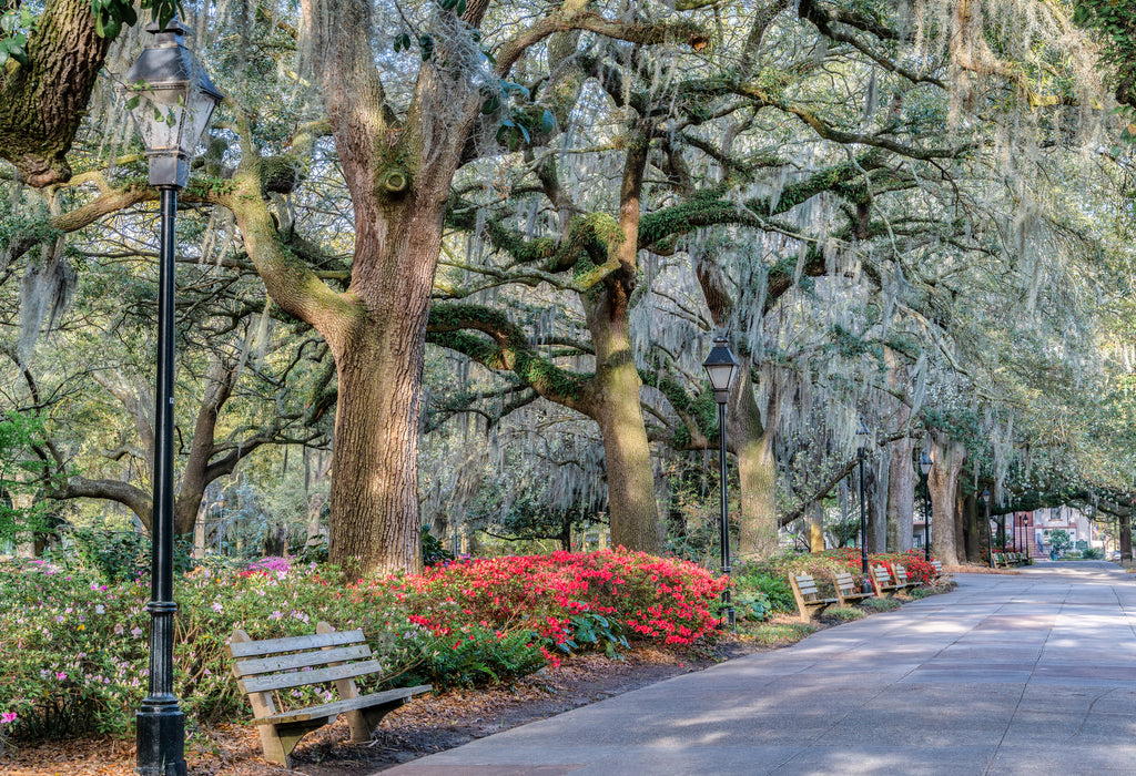 Forsyth Park Blooms