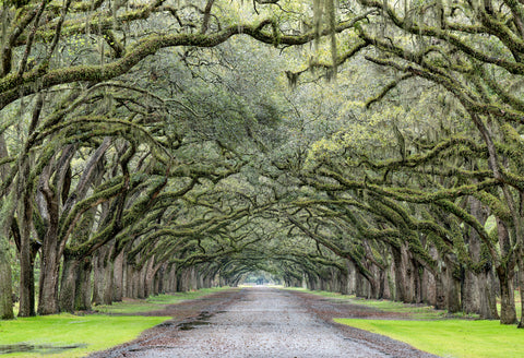 After the Rain, Wormsloe