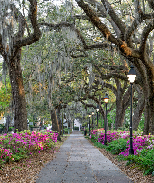 Azaleas Forsyth along Whitaker