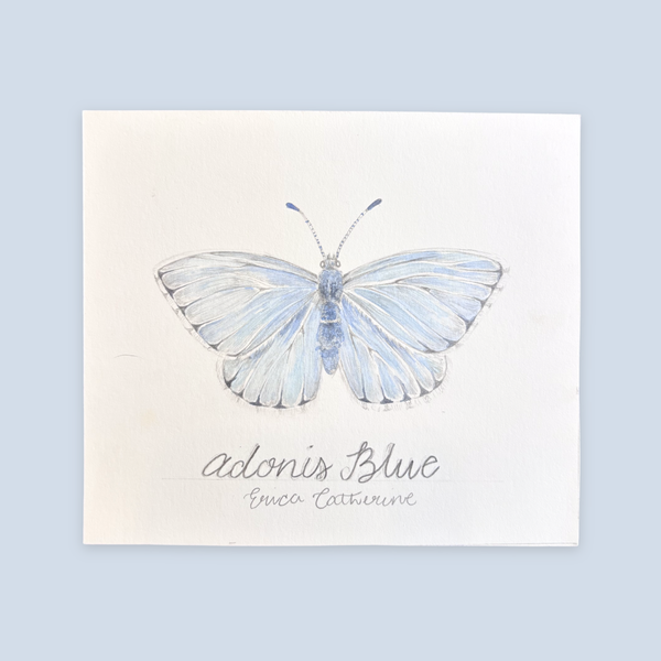 Adonis Blue Butterfly Original Artwork Unframed