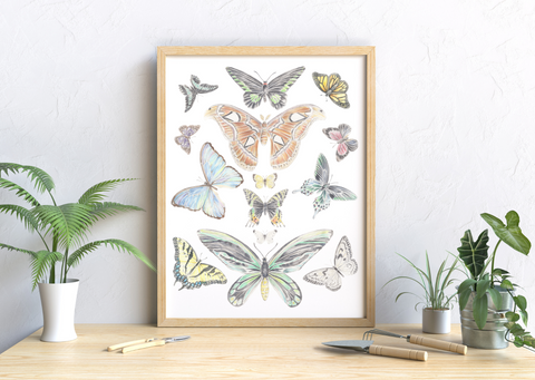 Butterfly Collection Print