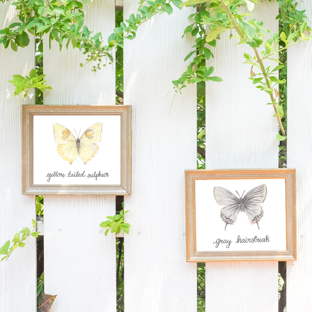 Butterfly and Insects Art Prints