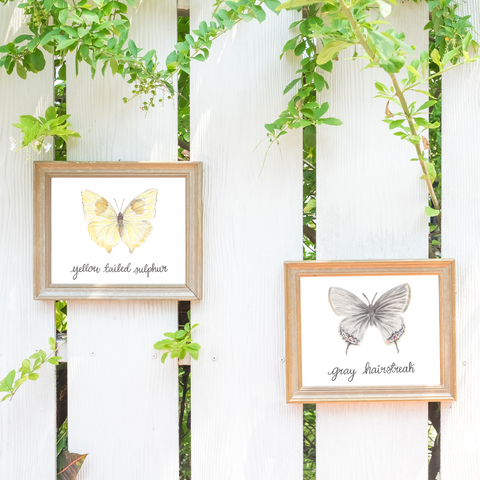 Butterfly and Insects Art Prints