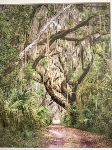 Cannon's Point, St. Simons Island