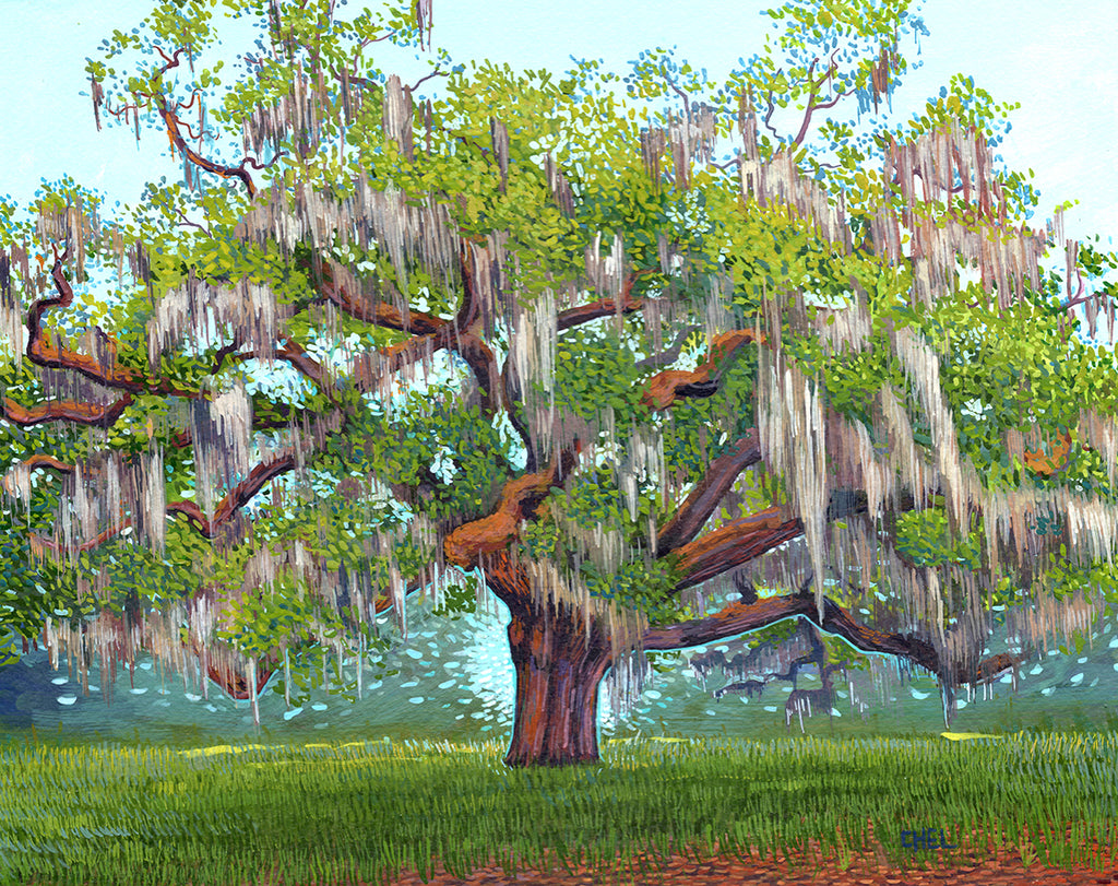 The Candler Oak Tree Print