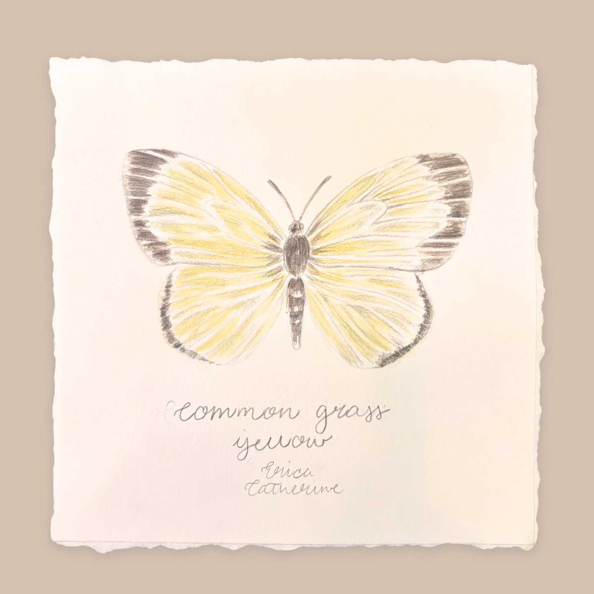 Common Grass Yellow Original Unframed