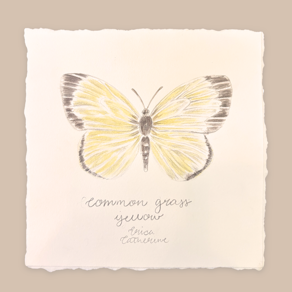 Common Grass Yellow Original Unframed