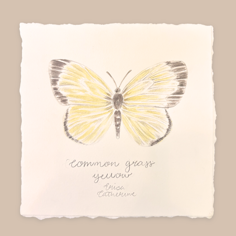 Common Grass Yellow Original Unframed
