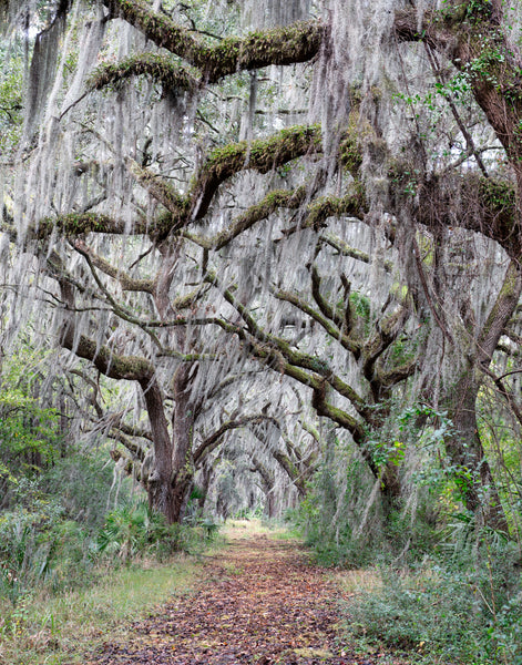 Forgotten Road by Kenny Nobles Gallery 209