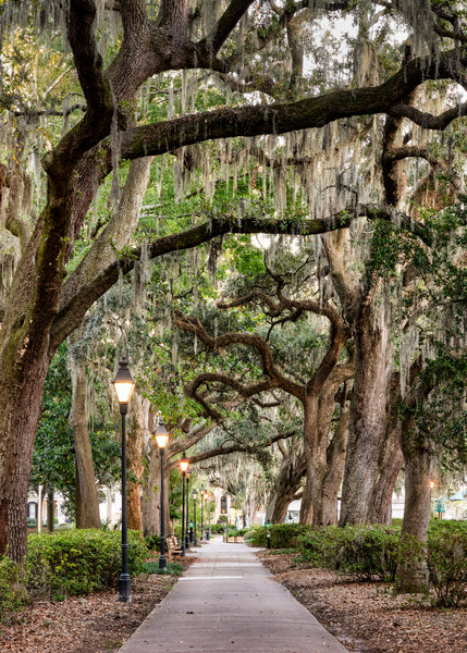 Forsyth Park by Kenny Nobles Gallery 209