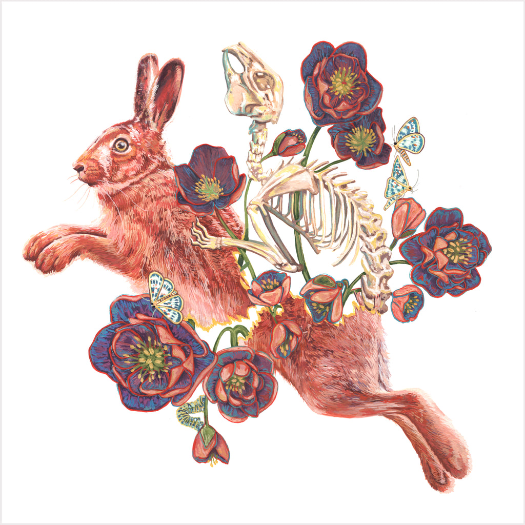 Hare Hellebore Print