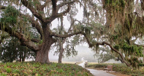 Heaven's Path by Kenny Nobles Gallery 209