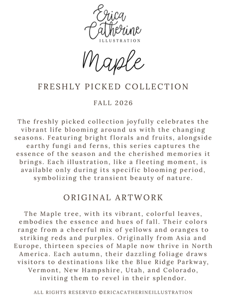 A digital graphic card for Erica Catherine Illustration featuring the 'Maple Freshly Picked Collection' fall 2026 art print series. The card displays elegant typography with a black script logo at the top, followed by descriptive text about the 'Freshly Picked Collection' and 'Original Artwork' on a solid white background.