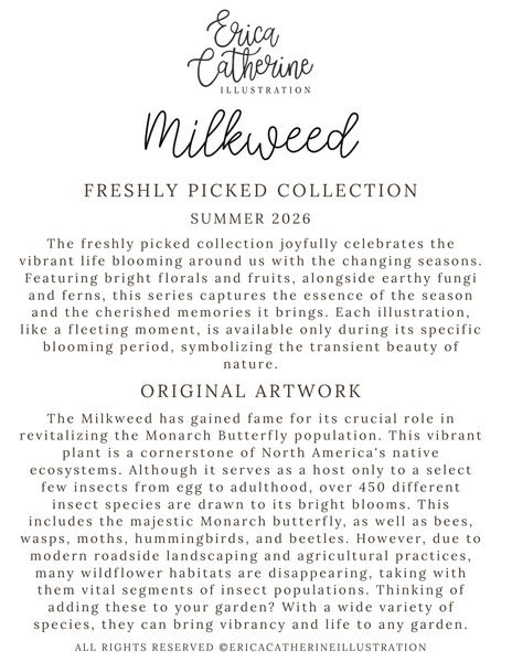 A text-based promotional graphic for Erica Catherine Illustration's Millweed Freshly Picked Collection Summer 2026, featuring descriptions of the collection and original artwork on a light gray background.