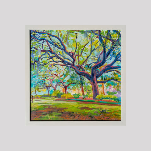 Original Rainbow Live Oaks