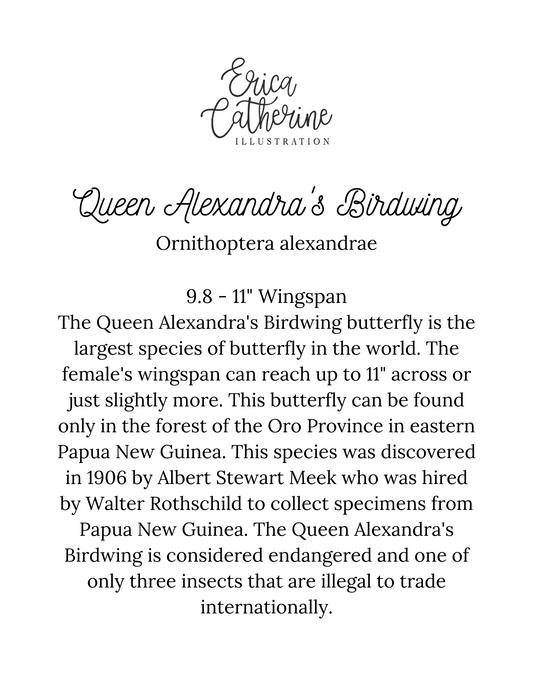 Queen Alexandra's Butterfly Print Framed Dipytich