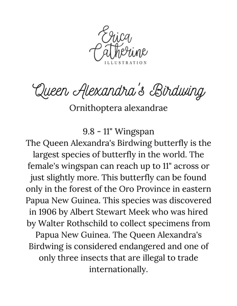 Queen Alexandra's Butterfly Print Framed Dipytich