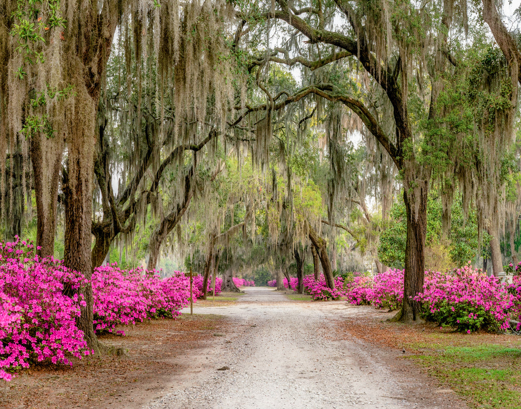 Spring in Bonaventure, Savannah