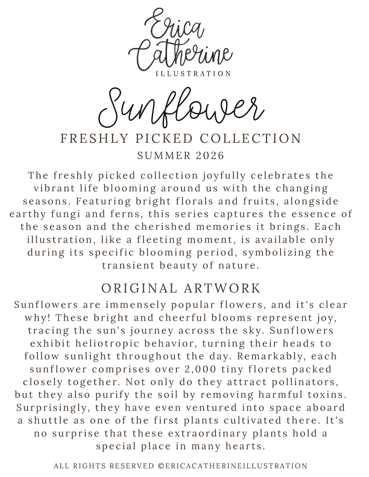 A text-based graphic with the title 'Erica Catherine Illustration' and 'Sunflower' above a paragraph describing a freshly picked flower collection for summer 2026, plus an 'Original Artwork' section about sunflowers.