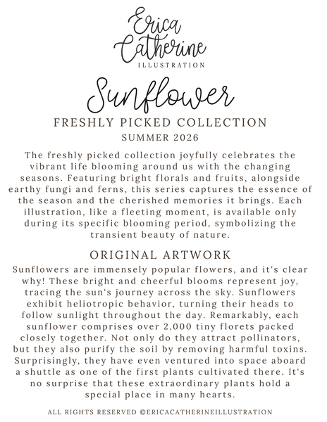 A text-based graphic with the title 'Erica Catherine Illustration' and 'Sunflower' above a paragraph describing a freshly picked flower collection for summer 2026, plus an 'Original Artwork' section about sunflowers.