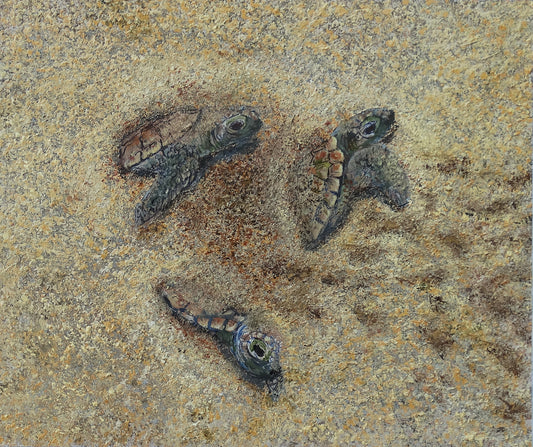 Turtles Hatch