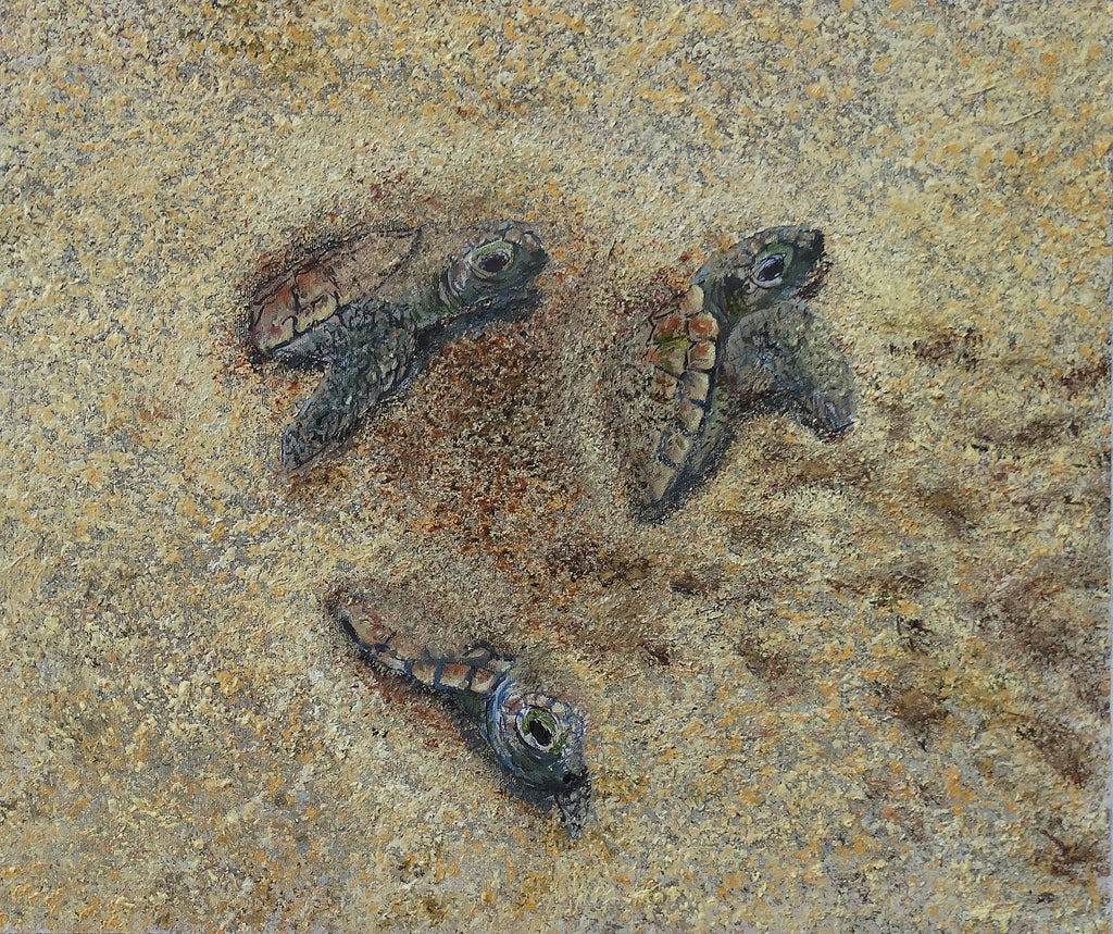 Turtles Hatch