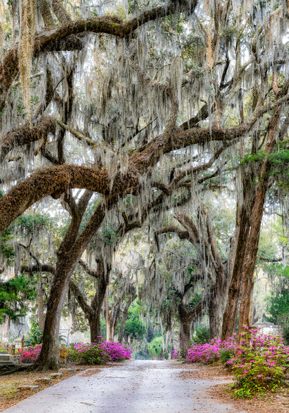 Walk Through Bonaventure by Kenny Nobles Gallery 209