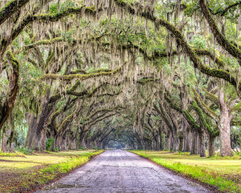 Wormsloe Historic Site