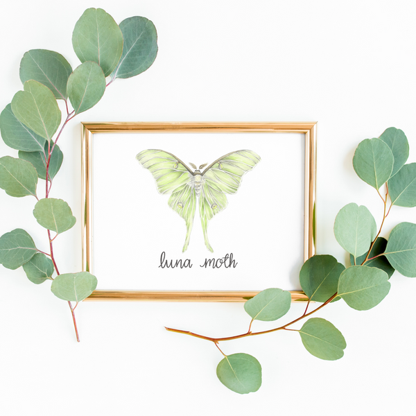 Butterfly Art Print by Erica Catherine
