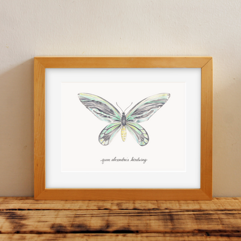 Queen Alexandria's Birdwing print by Erica Catherine